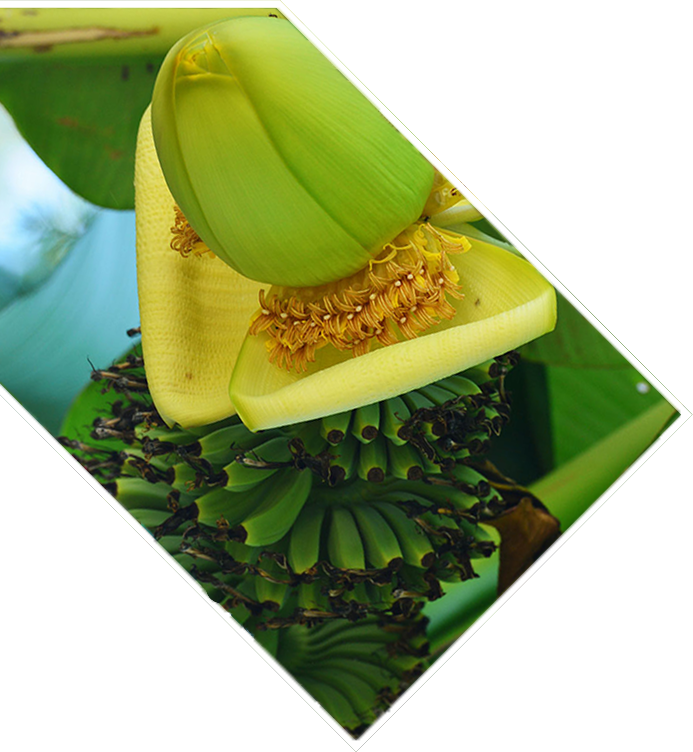 2-lower-bananna