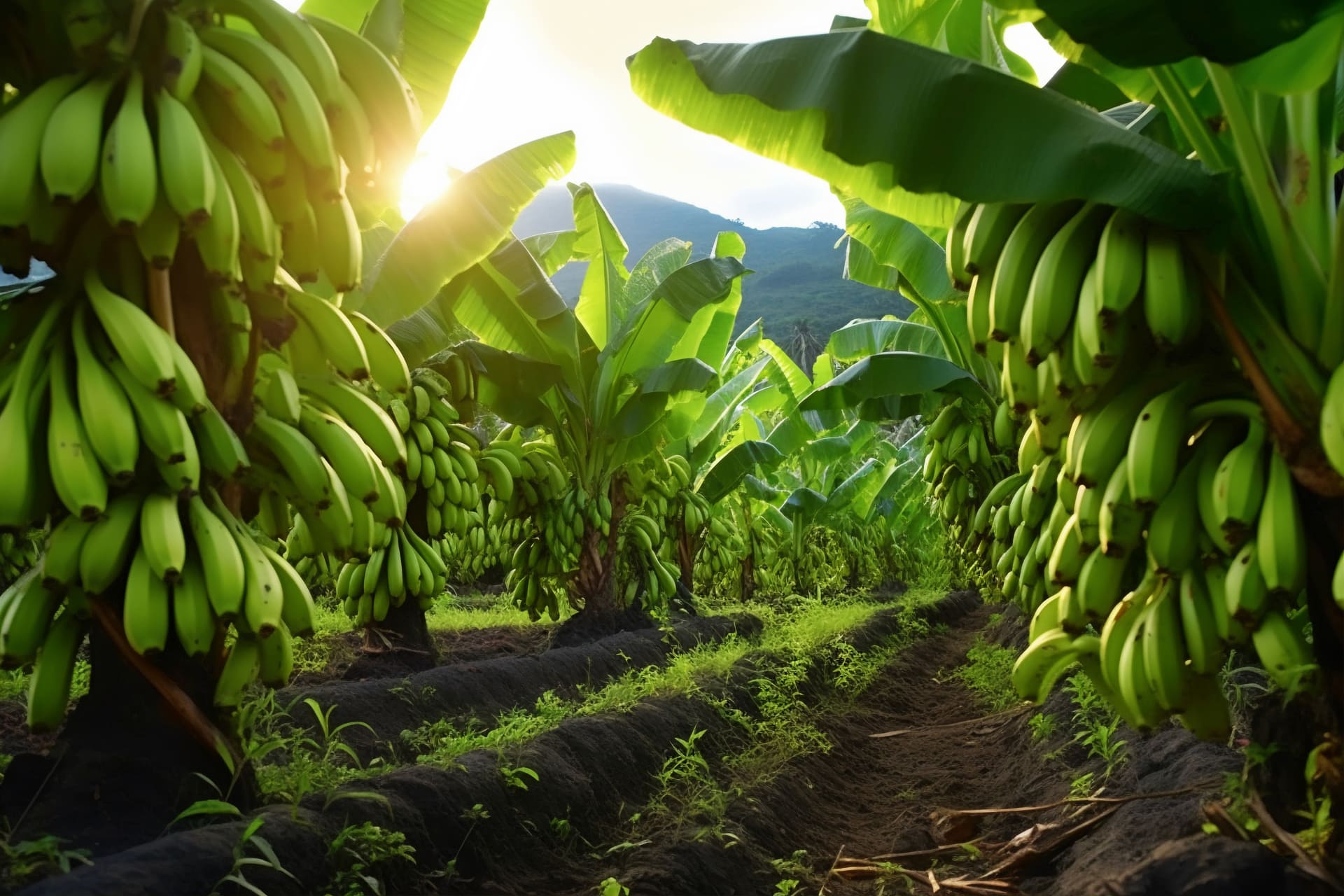 delicious-bananas-nature(3)