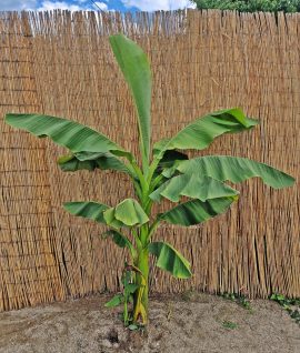 Bananier: 1,4 m - 1,9 m