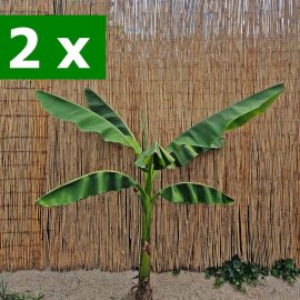 2 x Bananieri Musa basjoo: 1 m -1,5 m