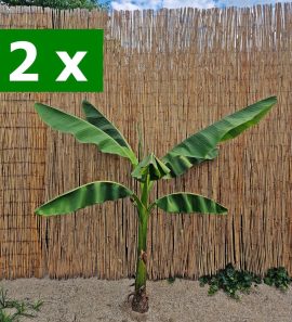 2 x Bananieri: 90 cm -140 cm