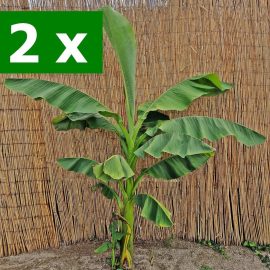 2 x Bananieri Musa basjoo: 1,5 m - 2 m