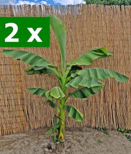 2 x Bananieri: 1,4 m - 1,9 m