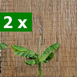 2 x Bananieri Musa basjoo: 50 cm - 1 m